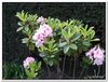 bloem00006