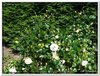 bloem00339