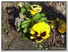 bloem00052