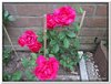 bloem00209