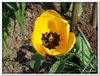 bloem00347