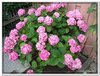 bloem00595