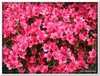 bloem00412