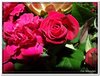 bloem00436