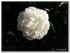 bloem00467
