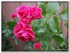 bloem00207