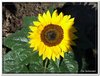 bloem00337
