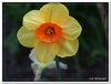 bloem00065