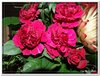 bloem00426