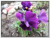 bloem00156