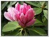bloem00389