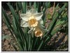 bloem00054