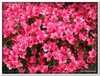 bloem00108