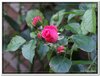 bloem00012
