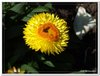bloem00541