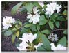 bloem00380