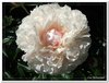 bloem00476