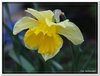 bloem00063