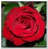 bloem00308