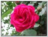 bloem00146