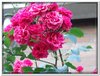 bloem00230