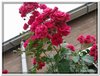bloem00521