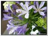 bloem00241