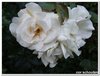 dscf3226