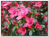 bloem00102