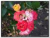 bloem00257