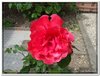 bloem00488