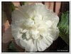 bloem00569