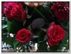 bloem00125