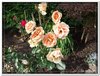 bloem00279