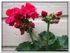 bloem00449
