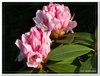 bloem00404