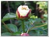 bloem00417