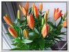 dscf2861