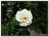 bloem00181