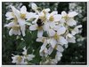 bloem00140