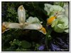 bloem00239