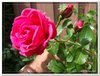 bloem00490