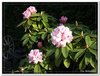 bloem00101