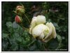 bloem00451