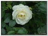 bloem00328