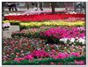 bloem00104
