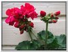 bloem00145