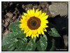 bloem00338