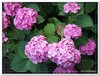 bloem00579