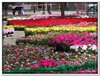 bloem00103